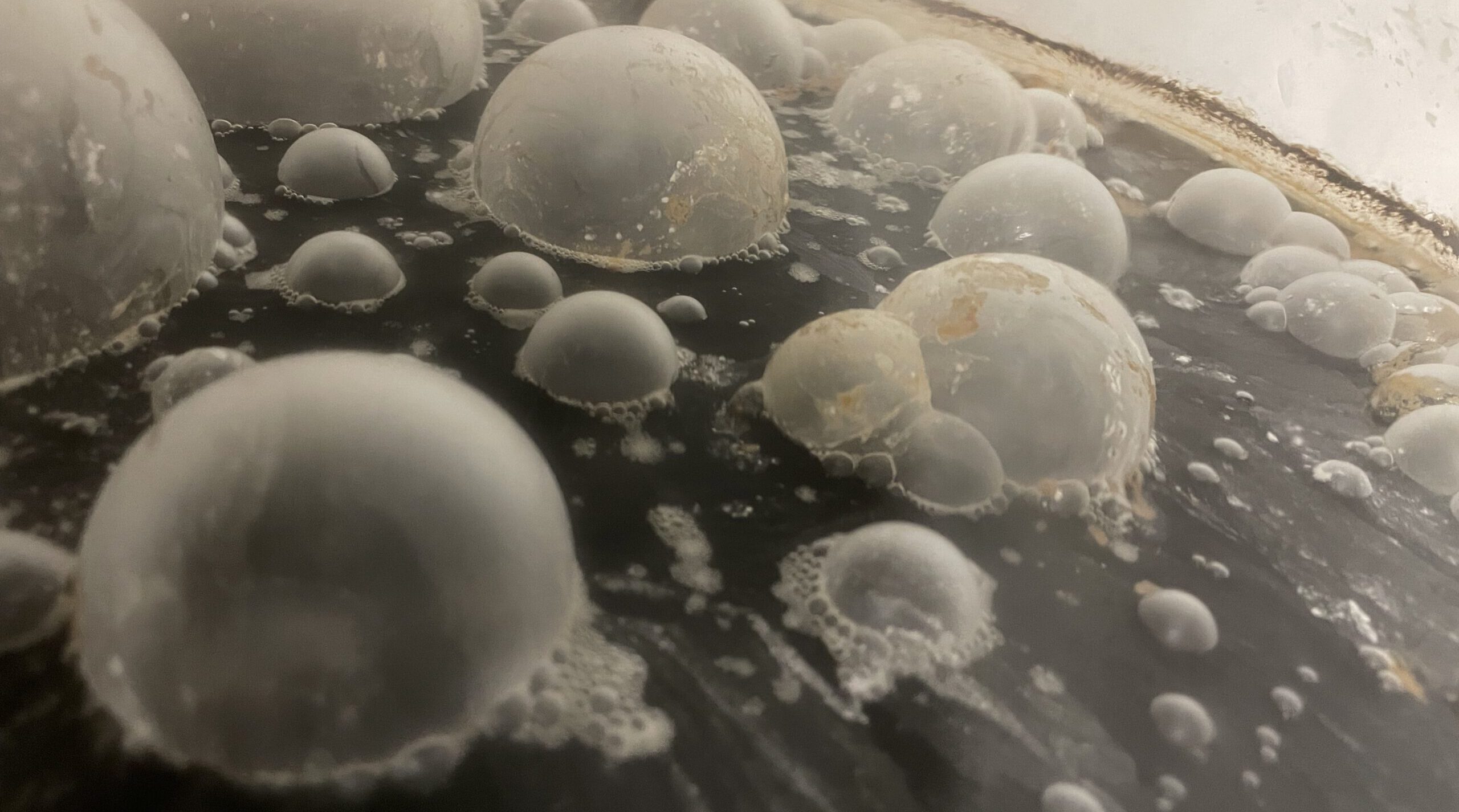 Pellicle Oud Bruin